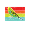 Cadeau de perruche