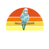 Budgie Gift