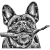 Bulldog with Branch Sketch