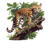 Ocelots Ocelot
