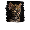 Ocelots Ocelot