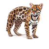 Ocelots Ocelot