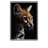 Ocelots Ocelot