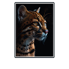 Ocelots Ocelot