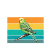 Budgie Gift
