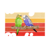 Budgie Gift