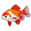 Goldfish