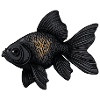 Schwarzer Goldfisch