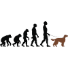 Irish Setter