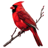 Red Cardinal Vogel