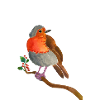 Watercolour Robin Bird