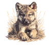 Wolves Wolf