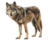 Wolves Wolf