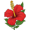 Hibiscus Blossom