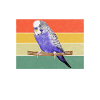 Budgie Gift