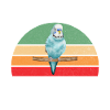 Budgie Gift