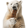 Ours blanc