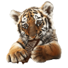 Tigre