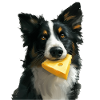 Chien