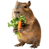 Capybara