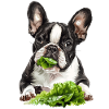 Chien