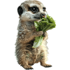 Suricate