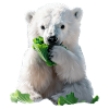 Polar bear