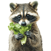Raccoon