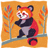 Roter Panda
