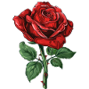 Rose rouge