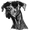 Great Dane with sunglasses