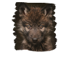 Wolves Wolf