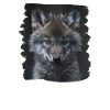 Wolves Wolf
