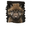 Wolves Wolf