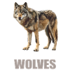 Wolves Wolf