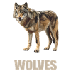 Wolves Wolf