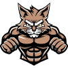 Musculation des muscles du chat
