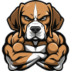 Beagle Dog Muscles Bodybuilding