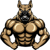 Kangal Dog Muscles Bodybuilding