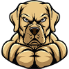 Labrador Dog Muscles Bodybuilding