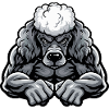 Caniche Chien Muscles Musculation