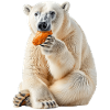 Polar bear