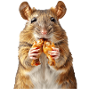 Rat
