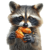 Raccoon