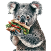 Koala