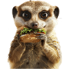 Suricate