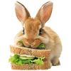 Lapin