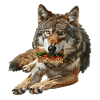 Loup