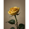 Yellow Rose Close-Up