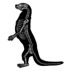 Lontra